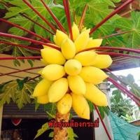 ราคา เมล็ดพันธุ์มะละกอพันธุ์ต่างๆมีดังนี้ (10002090423)