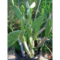 ราคา กระบองเพชร ใบเสมา โอพันเทีย หูกระต่าย แคคตัส คัดเน้นๆ ตัดสด ขนาดใหญ่ ใบหนา (20747872845)