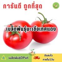 ราคา ถูกที่สุด เมล็ดพันธุ์มะเขือเทศแดง บรรจุ 50 เมล็ด (21252062737)