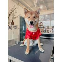 ราคา ชุดไทยหมา ชุดไทยแมว พรหมลิขิต ท่านขุน (20795696287)