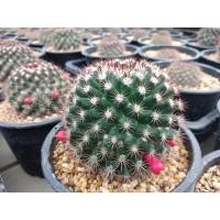 ราคา เมล็ดแมมมิราริสหนามแดง หนามพิกุล Mammillaria mammillaris 500เมล็ด ต้นกระบองเพชร ต้นแคคตัส แคคตัส กระบองเพชร (17486645032)