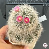 ราคา แมมขนแมว ดอกชมพู ดอกลายขีด Mammillaria Bocasana แคคตัส กระบองเพชร cactus succulent (7114136828)