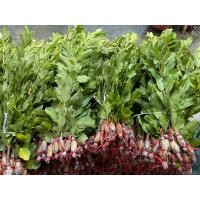 ราคา กิ่งตอนฝรั่งกิมจู กิ่งตัดตุ้มเป็นชุด (16847980862)