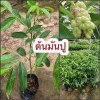 ราคา มันปู ใบมันปู ยอดมันปู ส่วนที่นิยมนำมาเป็นผัก คือยอดอ่อน ใบอ่อน นำมาเป็นผักสด ลวกจิ้มน้ำพริก ต้มกะทิ รสชาติฝาด มัน คนต่างถิ่นชอบนำมาเป็นผักลวกจิ้มน้ำพริก ผักสดแกล้มลาบ ก้อย พล่า ยำ มีความอร่อยลงตัว เ 