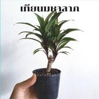ราคา ต้นเทียนมหาลาภ กระถางพร้อมตั้ง (17340896344)