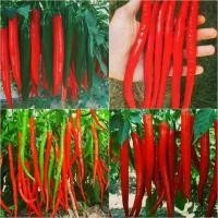 ราคา พริกยาวโจลอง 50 เมล็ด (16747388274)