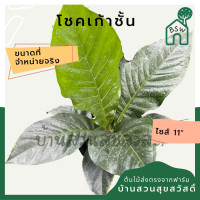 ราคา ต้นโชคเก้าชั้น กระถาง 11 นิ้ว มาในกระถางพร้อมตั้ง ต้นไม้มงคล นิยมให้เป็นของขวัญ (13997242086)