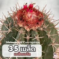 ราคา 35 เมล็ด เมล็ดเมโล Melocactus Curvispinus แคคตัส กระบองเพชร cactus succulent (7842571400)