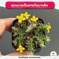 ราคา รวมกุหลาบหินและไม้อวบน้ำ กระถาง2นิ้ว หลายสายพันธุ์ ส่งทั้งกระถาง cactus succulent (20887856512)