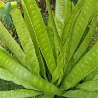 ราคา ใบกระถิน เมล็ดกระถิน ฝักกระถิน ออแกนิค ปลูกเองในพื้นที่ภาคอีสาน ปลอดสารพิษ แพ็คสูญญากาศ เก็บไว้ได้นาน (20686840400)