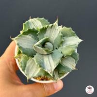 ราคา อากาเว่ด่างแคระ Agave isthmensis Ohi Raijin variegata กระบองเพชร ไม้อวบน้ำ cactus succulent หลากหลายสายพันธุ์ (7309918135)