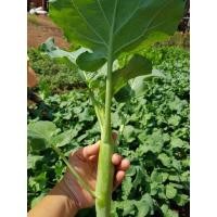 ราคา เมล็ดพันธุ์ คะน้า คะน้าใบ 300 10000 เมล็ด คัดพิเศษ 10 เเถม 1 คละได้ (8786285171)