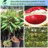 ราคา เสียบยอด ต้นกล้าทุเรียนแดงอินโด F1 ต้นกล้าพันธุ์แท้ สูง 60 80 ซม ดูแลง่าย ออกผลมากมาย (19324422826)