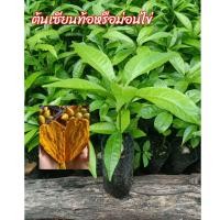 ราคา ต้นเซียนท้อ ม่อนไข่ ละมุดอินเดีย ผลไม้มากชื่อ รูปทรงสวยแปลก ผลไม้มงคล มีวิตามินซีสูง เม็ดเล็กเนื้อแน่นสีเหลืองสวย รสชาติ หอม หวาน มัน อร่อย ขนาดของต้นกล้าสูง 15 40 ซม ต้นไม้เสียหายระหว่างขนส่งมีเคลม (