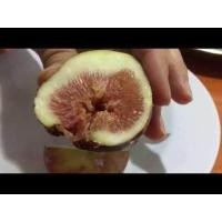 ราคา Figs ต้นมะเดื่อฝรั่ง พันธุ์ BTM6 ญี่ปุ่น อร่อย หวาน หอมมากๆ ต้นสมบูรณ์มาก รากแน่นๆ จัดส่งพร้อมกระถาง 6 นิ้ว ลำต้นสูง 45 50 ซม ต้นไม้แข็งแรงทุกต้น (9126198820)