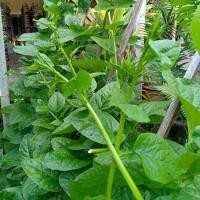 ราคา เมล็ดพันธุ์ ผักปลัง ผักปลังเขียว ผักปลังขาว 300 เมล็ด (17133058469)