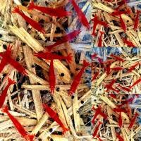 ราคา กุ้งแคระ มี 11 แบบ (21287642916)