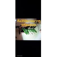 ราคา กล้วยไม้ช้างแดงกิ่งตัดติดรากยาว50cm (16977615627)