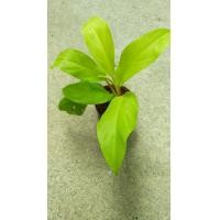 ราคา ฟิโลทอง ฟิโลเดรนดรอน กระถาง 3นิ้ว 39 บาท (5455752434)