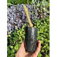 ราคา ตำลึงปักชำในถุงดำ ถุงละ 29 บาท (17418183672)