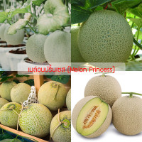 ราคา เมล็ดพันธุ์ เมล่อนปริ้นเซส Melon Princess ปลูกง่าย ปลูกได้ทั่วไทย (1296390826)