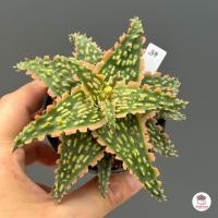 ราคา Aloe Hybrid seedings อโลไฮบริด ไม้เมล็ด 50บาท ทุกต้น ไม้อวบน้ำ กุหลาบหิน cactus succulentหลากหลายสายพันธุ์ (16467658272)