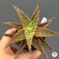 ราคา Aloe Hybrid seedings อโลไฮบริด ไม้เมล็ด 50บาท ทุกต้น ไม้อวบน้ำ กุหลาบหิน cactus succulentหลากหลายสายพันธุ์ (16467748150)