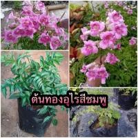 ราคา ต้นทองอุไรสีชมพู ต้นแฮปปี้เนส ไม้พุ่มดอกเยอะ ไม้มงคล ปลูกกลางแดด (15217655042)