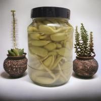 ราคา ลูกเหรียง เม็ดเหรียง สด หน่อเหรียงดอง เนื้อกรอบนอก นุ่มใน เม็ดใหญ่ๆ ของดีของอร่อยภาคใต้ เก็บได้นาน บรรจุขวด 500 กรัม (20820613312)