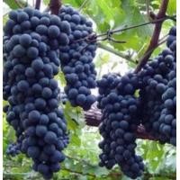 ราคา 1 ต้นองุ่น ติดตา พร้อมปลูก ทำรั้ว สายพันธุ์ พันธุ์แบล็คโอปอล ต้นใหญ่ สูงขนาด 60 80 ซม รับประกันสินค้า (20956832951)