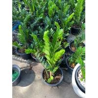 ราคา ต้นกวักมรกต ต้นไม้มงคล ที่เชื่อว่าปลูกไว้ในบ้านแล้วจะดี มีโชคลาภต้นไม้ฟอกอากาศ ต้นไม้มงคล กวักเงินกวักทองต้นไม้เรียกทรัพย์ กระถางขนาด 11 นิ้วจำนวน1กระถาง (7866566668)