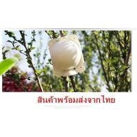 ราคา ตุ้มตอนกิ่ง เกรดA ตุ้มตอนพลาสติก ลูกบอลตอนกิ่ง ขยายพันธุ์พืช ตอนกิ่ง ตอนต้นไม้ ตอนกิ่งไม้ ขนาด 5ซม 12ซม (20671841470)