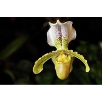 ราคา 30 Plant Seeds เมล็ดพันธุ์ เมล็ดกล้วยไม้ กล้วยไม้รองเท้านารี Paphiopedilum Orchids Orchid flower seeds อัตราการงอกของเมล็ด 80 85 (11770361027)
