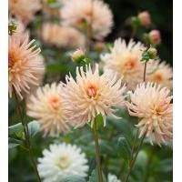 ราคา 1 เหง้า ชุุด รักเร่ Dahlia Bulb สายพันธุ์ Henriette หัวรักเร่ ดอกไม้ ดอกรักเร่ เหง้า นำเข้า ยุโรป หัวสดใหม่ ผ่านการแช่เย็นแล้ว (8683767155)