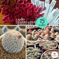 ราคา 15 เมล็ด เมล็ด Mammillaria Magallanii แคคตัส กระบองเพชร cactus succulent (14100599472)