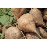 ราคา เมล็ดพันธุ์ มันแกว มันตะเภา มันละแวก ปลูกมันแกว เมล็ดมันแกว 300 เมล็ด 10 เเถม 1 คละได้ (8797512679)