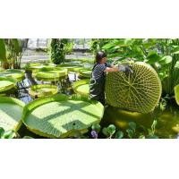 ราคา เมล็ดพันธุ์ บัว กระด้ง หรือ บัววิคตอเรีย ดอกไม้ พรรณไม้ สายพันธุ์บัว บัวหลวง บัวผัน บัวเผื่อน ใบบัวคุณภาพนำเข้า 10 เมล็ด (20969012088)