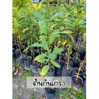 ราคา ต้นกันเกรา สูง60 80ซม ไม้มงคล (17307637214)