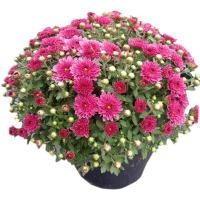 ราคา เมล็ดพันธุ์ดอกเบญจมาศ คละสี สีชมพู ขาว ส้ม แดง เหลือง เมล็ดพันธุ์พร้อมจัดส่ง จำนวน 100 เมล็ด มีแถมวิธีการปลุกในซอง เมล็ดพันธุ์ดอกไม้และพืชผัก ปลูกได้ทุกภาคในไทย ดอกไม้ เบญจมาศ จำนวน 100 เมล (144436629