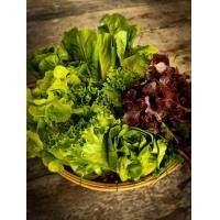 ราคา ผักสลัดอินทรีย์ Organic salad vegetables (19546026763)