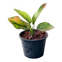 ราคา อโกลนีมา เฮงเฮงเฮง กระถาง 6 นิ้ว 5 6 ใบ Aglaonema sp henghengheng Pot 6 (14167980812)