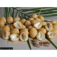 ราคา 10 เมล็ด เมล็ดพันธุ์ อินทผาลัม Date palm จากต้นเพาะเนื้อเยื้อ สายพันธุ์ บาฮี เหลืองใหญ่ (9107960803)