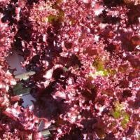 ราคา ต้นกล้าสลัด เรดคอรัล Red Coral ต้นกล้าพร้อมปลูก กล้าละ 10 บาท (8610704487)