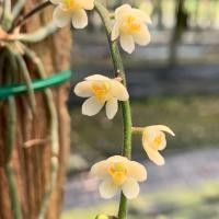 ราคา เอื้องพญาไร้ใบ ดอกสีครีม ดอกสีน้ำตาล กล้วยไม้ หายาก Chiloschista usneoides (18002829966)