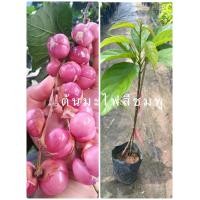 ราคา ต้นมะไฟสีชมพู ต้นมะไฟเนื้อชมพูรสหวานแบบเสียบยอดสูง50 60เซนขึ้น (13735370283)