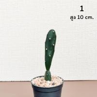ราคา โอพันเทีย ตุ๊กตา ไม้ opuntia elata สามารถเลือกต้นได้ (15437299484)