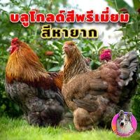 ราคา ไข่เชื้อ ไก่บราม่า สีบลูโกลด์สีแพง 3 ฟอง ไก่ยักษ์ Brahma ประกันเชื้อและแตก 100 เก็บทุกวัน ไม่เลือดชิด สวยแข็งแรงพ่อแม่คัดพันธุ์มาดี (15061304501)