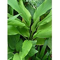 ราคา ขายส่ง ต้นพันธุ์ว่านเอ็นเหลือง สมุนไพร หัวว่าน สมุนไพรไทย สมุนไพรโบราณ สมุนไพรพื้นบ้าน น้ำมันว่านเอ็นเหลือง ว่านมงคล ไม้มงคล 500 กรัม (17546586551)