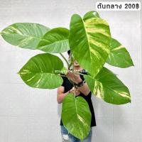 ราคา พลูด่าง พลูยักษ์ ต้นพลู ไม้ด่างยักษ์ ใบฉีก ไม้ฟอกอากาศ (20258798431)