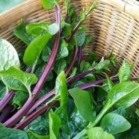 ราคา เมล็ดพันธุ์ เมล็ดผักปรังม่วง ผักปลัง ผักปัง ผักปลังม่วง 300 เมล็ด 10 แถม 1 คละได้ (10697265913)